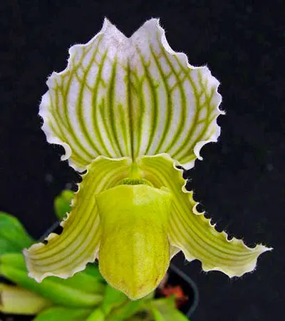 Paphiopedilum fairrieanum alba