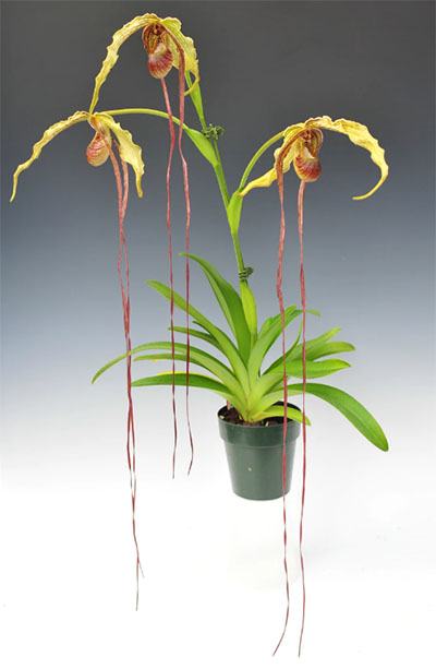 Phragmipedium caudatum popowii