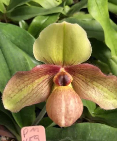 Paphiopedilum emersonii x chamberlainianum