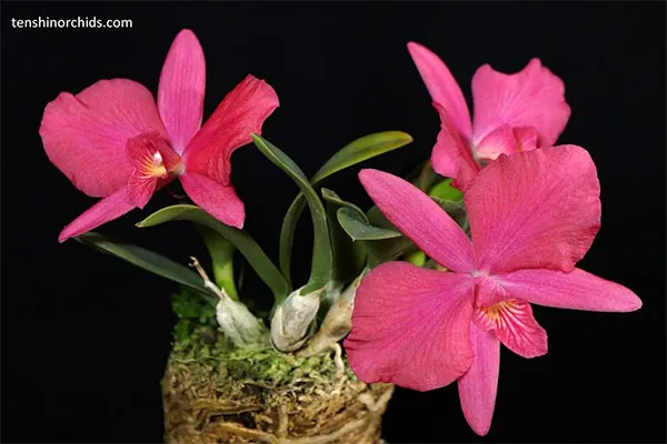 Cattleya Cutie Pie (Rubin x wittigiana)