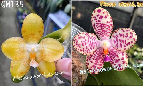 Phalaenopsis Yaphon Hsiangor x gigantea alba
