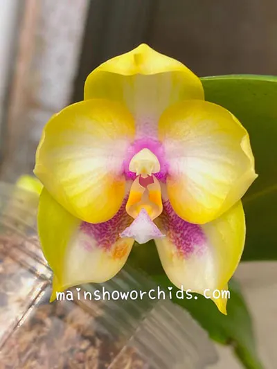 Phalaenopsis (LD Bellina Kingfisher x Zheng Min Muscadine)