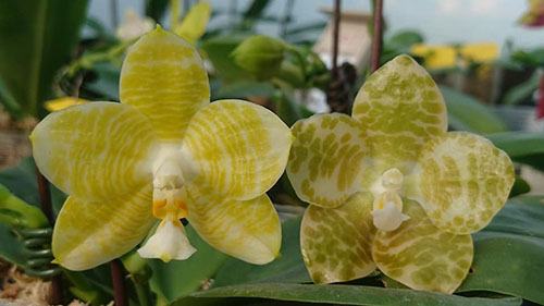 Phalaenopsis Mituo Golden Tiger 'Golden Ring' x gigantea alba 'Ta Wei'