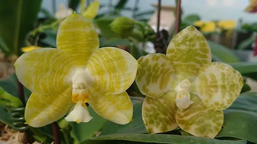 Phalaenopsis Mituo Golden Tiger 'Golden Ring' x gigantea alba 'Ta Wei'