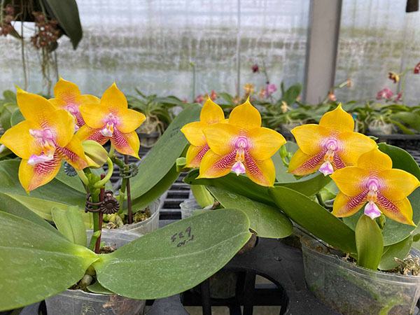 Phalaenopsis Mituo Gelb Eagles 'Y-1'