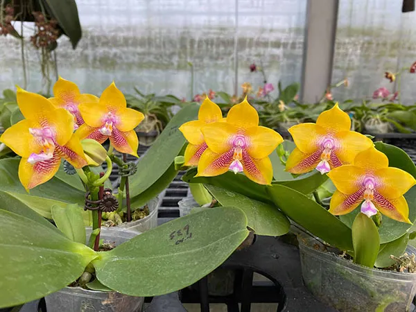 Phalaenopsis Mituo Gelb Eagles 'Y-1'