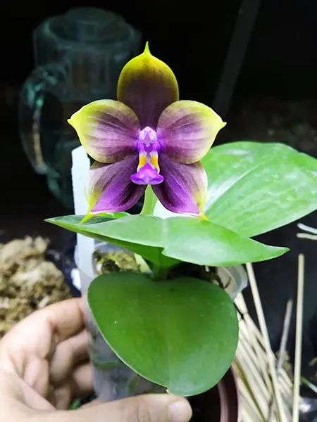 Phalaenopsis Mituo Reflex Dragon 'Bloodshot' x Mituo Princess 'Blue #9' (select #1)