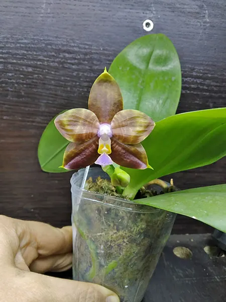 Phalaenopsis Mituo Reflex Dragon 'Bloodshot' x Mituo Princess 'Blue #9' (select #2)