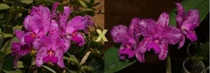 Cattleya amethystoglossa (escura 'Renato' x rubla 'Silvana')