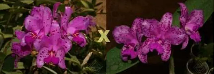 Cattleya amethystoglossa (escura 'Renato' x rubla 'Silvana')