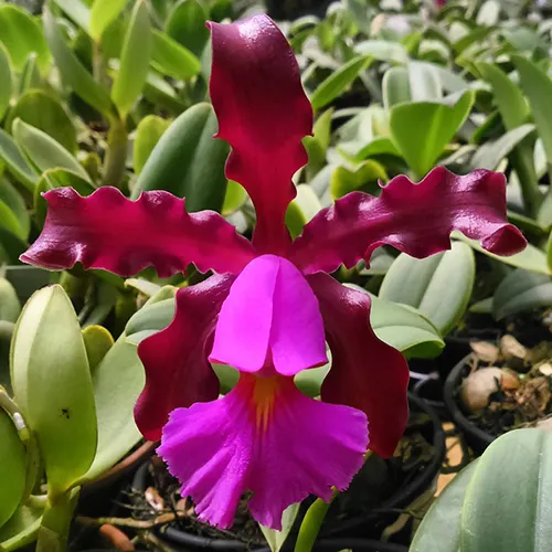 Cattleya schilleriana rubra (Silvana x Caliman)