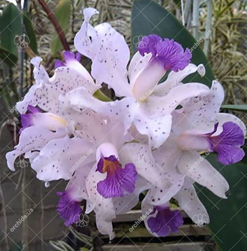 Cattleya amethystoglossa coerulea 'Palaquas' x self
