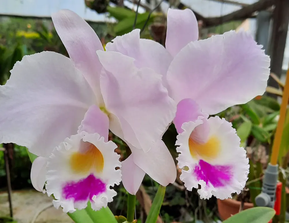 Cattleya trianae 'Sladen' x self