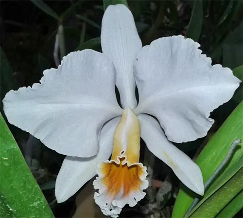 Cattleya percivaliana alba nativa (division)