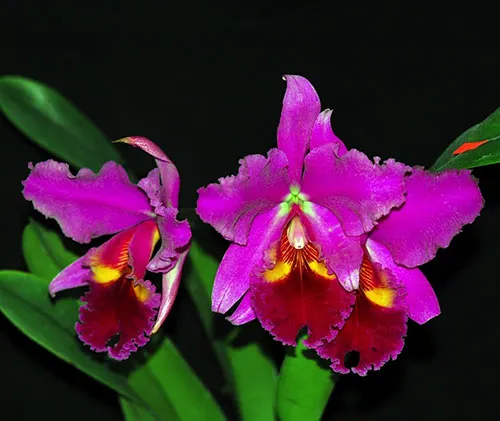 Cattleya gigas var sanderiana x Chain Lin Purple