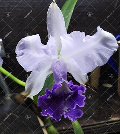 Cattleya lawrenceana coerulea 'Ecuagenera'