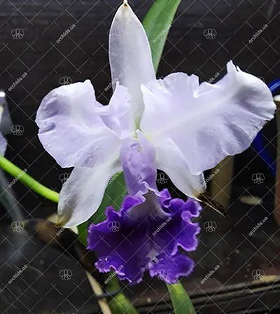Cattleya lawrenceana coerulea 'Ecuagenera'
