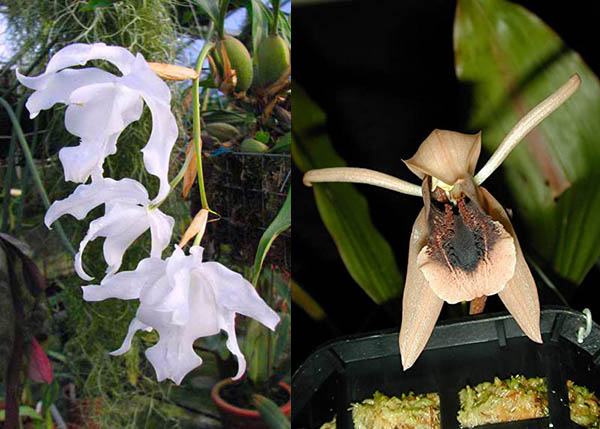 Coelogyne xyrekes x cristata var hololeuca