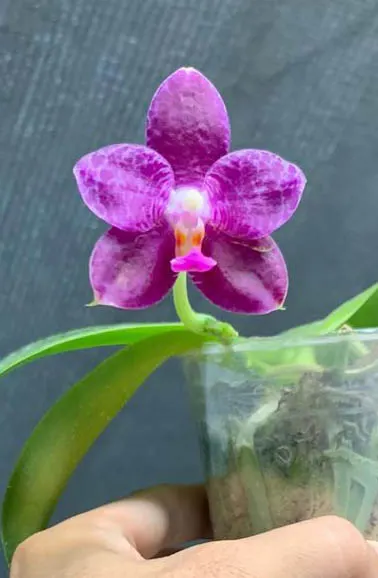 Phalaenopsis Germaine Vincent x Mok Choi Yew