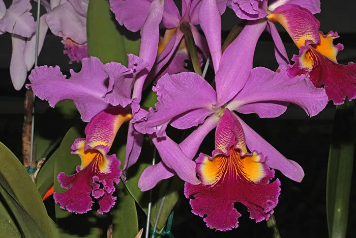Cattleya Hardyana (warscewiczii x dowiana) (Colombia)