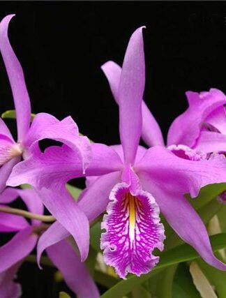 Cattleya maxima escura 'Do Mike Blitz' x tipo escura