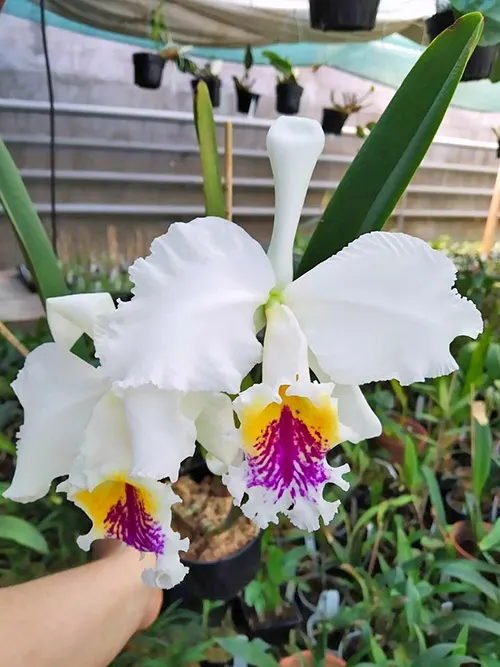 Cattleya mossiae semi-alba 'Blanca' x Cattleya mossiae semi-alba 'Alayon'