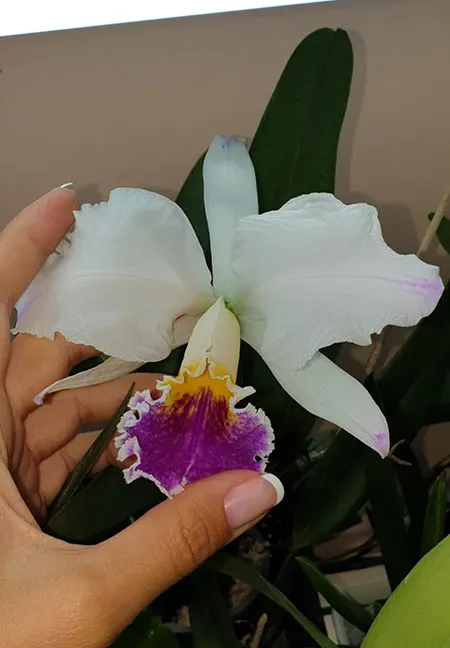 Cattleya mossiae semi-alba pincelada