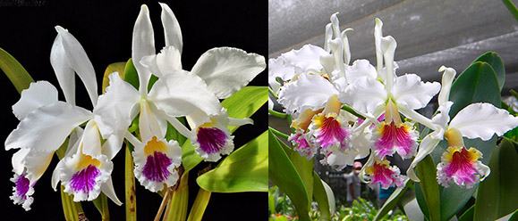 Cattleya Eva's Fabula y Azucar (jenmanii semi-alba x rex)