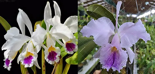 Cattleya Memoria Jeanne Nichols