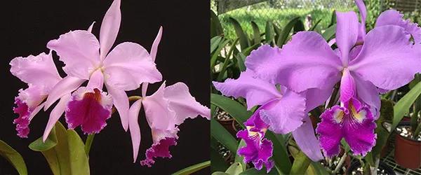Cattleya Alcimeda (jenmanii x warscewiczii)