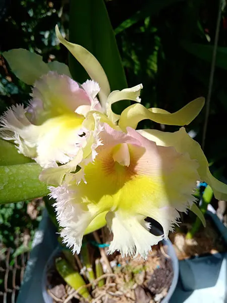 Brassocattleya Mrs Leeman (digbyana x dowiana greens frilly lip)