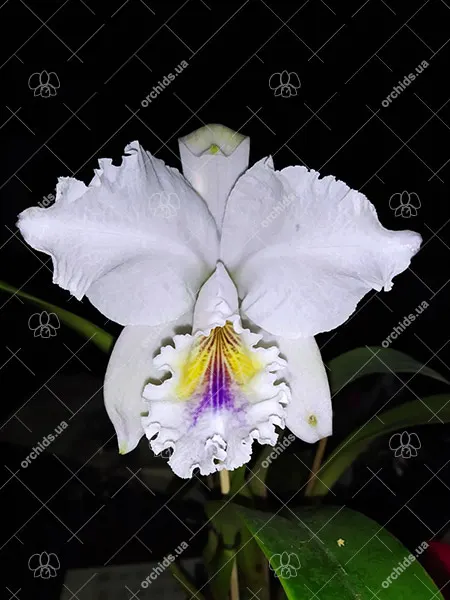 Cattleya labiata amethystina 'Canoinhas' x self