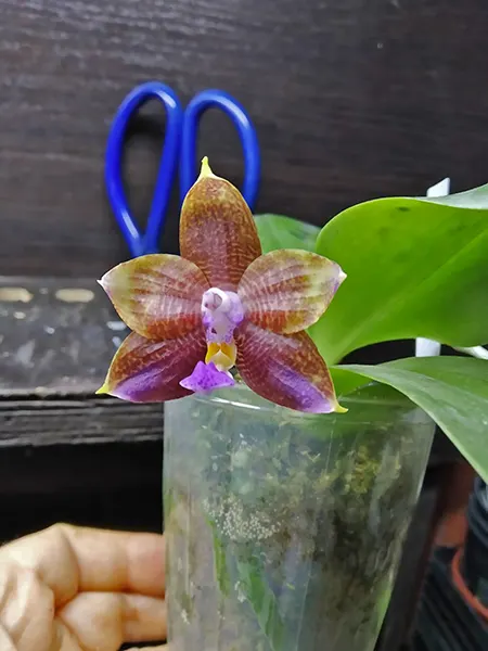 Phalaenopsis Mituo Reflex Dragon 'Bloodshot' x Mituo Princess 'Blue #9' (select #3)