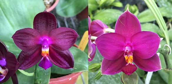 Phalaenopsis Mituo Kaiulani Eagle x (Samera-Singher Pure Love)