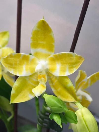 Phalaenopsis Yaphon Goodness (Yaphon Gem 'Yaphon' x amboinensis flava)