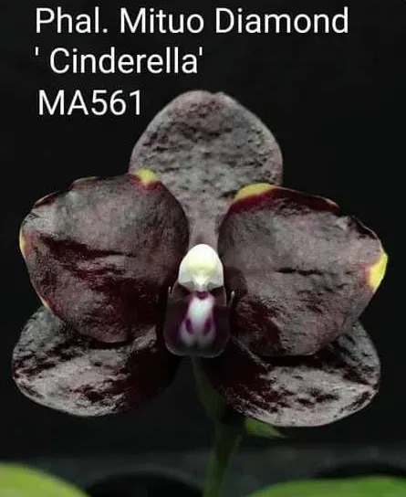Phalaenopsis Mituo Diamond 'Cinderella'
