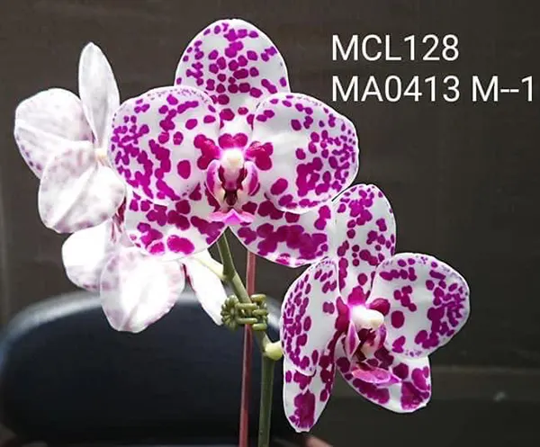 Phalaenopsis Mituo Sunrise 'Mituo Snake'