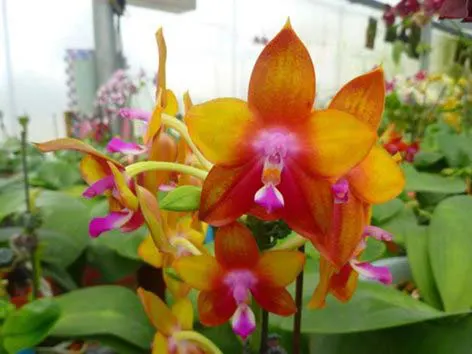 Phalaenopsis Ld's Bear King 'Marley'
