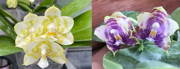 Phalaenopsis Mituo Golden Tiger 'Green Tiger' x Mituo 'Blue Smurfs'