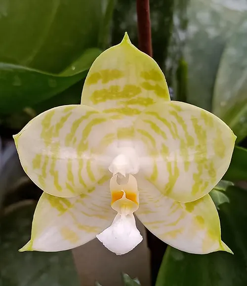 Phalaenopsis Mituo Golden Tiger 'White Tiger'