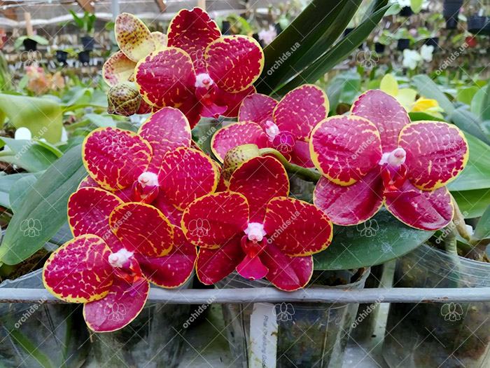 Phalaenopsis Chienlung Golden Diamond
