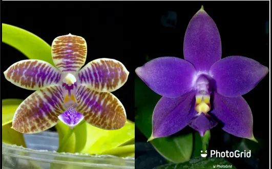 Phalaenopsis violacea indigo x lueddemanniana blue