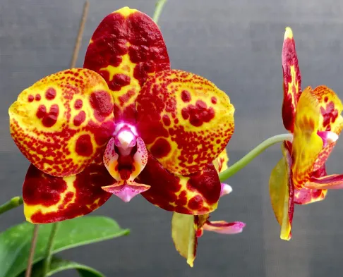 Phalaenopsis GW Green World (S-509)