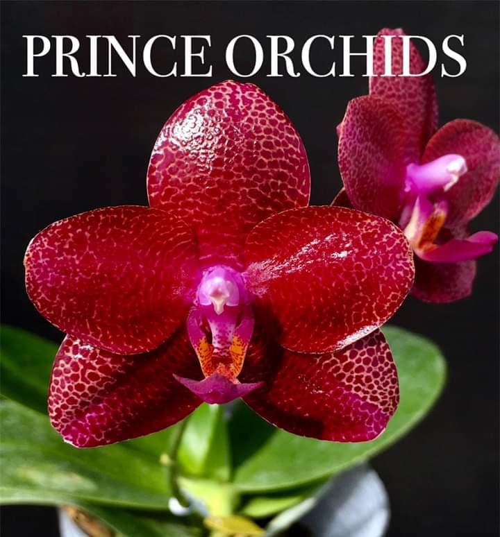 Phalaenopsis Mituo Sun King 'Prince'