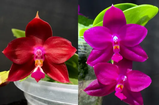 Phalaenopsis LD Bear King x Jong's Coral WooD