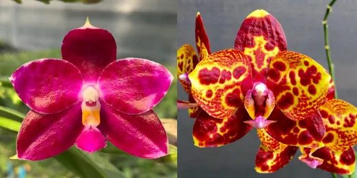 Phalaenopsis KS Super Zebra x GW Green World