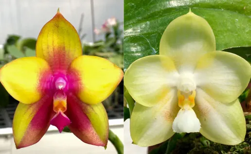 Phalaenopsis YiN's Black Eagle x Yungho Gelb Canary