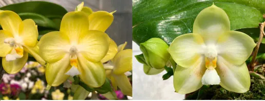 Phalaenopsis Chang Maw Evergreen x Yungho Gelb Canary