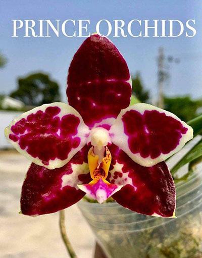 Phalaenopsis YangYang Black Berry