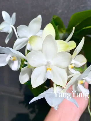 Phalaenopsis Rainbow Falconer 'Prince'